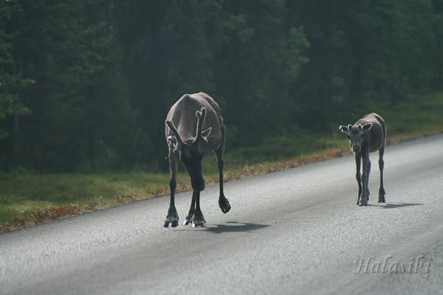 Norwegia (277).JPG - Fińska Laponia - władcy szos
